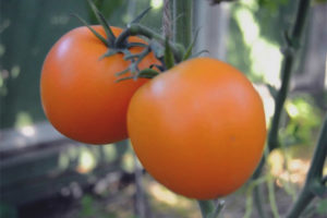 Pomodoro Mandarino Anatra