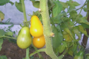 Tomate Honey Candy F1