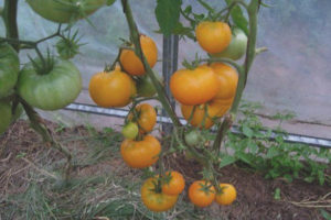 Cuore Di Pomodoro E Miele