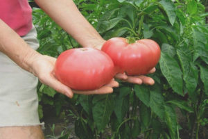 Pomodoro La mia famiglia