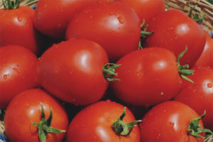 Tomate Namib