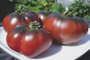 Tomato Ebony