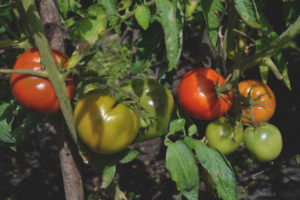 Orlet Di Pomodoro