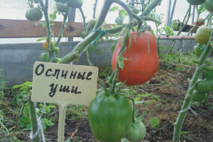 Orecchie di asino al pomodoro