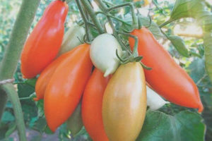 Tomato Palmyra