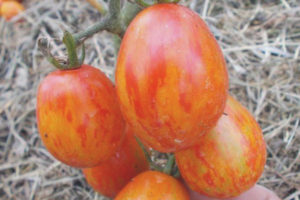 Oeuf de Pâques Tomate