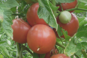 Tomate Perun