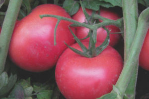 Tomato Pink unique F1