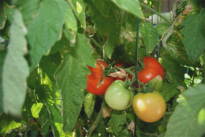 Tomato tidlig jente