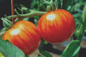 Urogallo Di Pomodoro