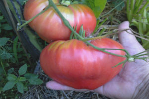 Tomatrosa drøm