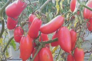 Glaçon rose tomate