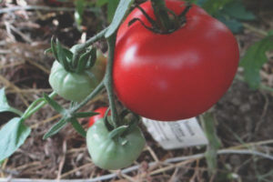 Tomate Sakhalin