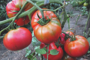 Tomatsukker Nastasya