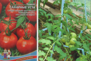 Bouche de sucre de tomate