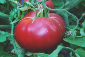 Éléphant au sucre de tomate