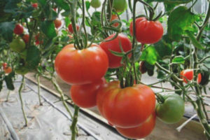 Tomatfamilie F1