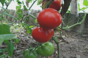 Tomato Norddronning