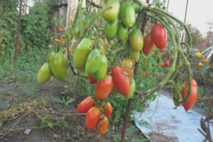 Tomate North Beauty