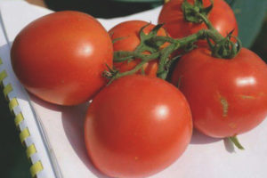 Tomate Northern Blush