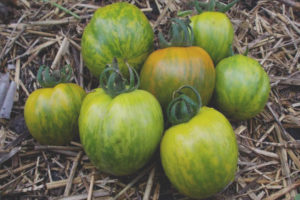 Malachite sibérienne tomate