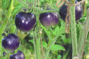 Bouquet de tomates bleues F1