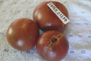 Jezero Tomato Lilac