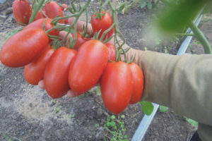 Tomato Sir Elian F1