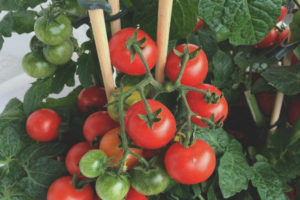 Dente dolce di pomodoro