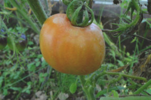 Capolavoro slavo al pomodoro