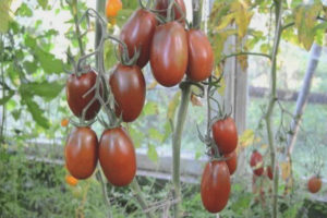 Pomodoro Prugna Nera