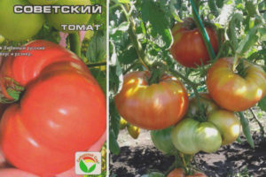 Tomato Soviet