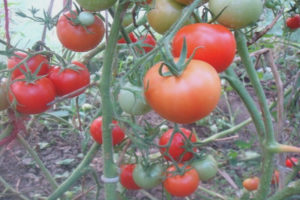 Tomate Taimyr