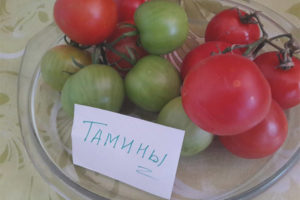 Tamina Di Pomodoro