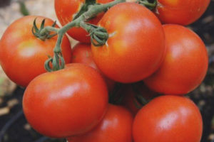 Tomattester F1