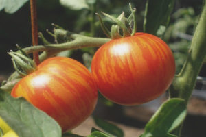 Tomato Tiger