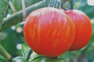 Tiger Tomato