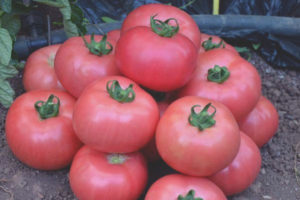 Pomodoro Titanio Rosa