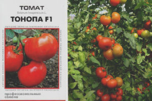 Tonopa Tomate F1