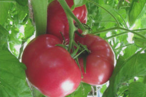 Tomato Tourmaline