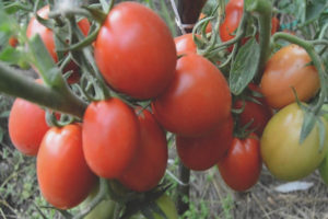 Tomate Uno Rosso