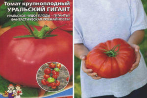 Tomate Ural géante