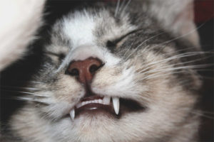 Kočka zaťala zuby