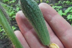 Cucumber Claudine F1