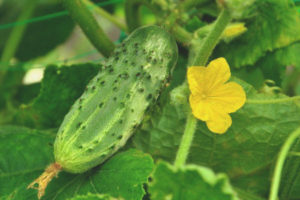 Cucumber Mamenkin favorite F1