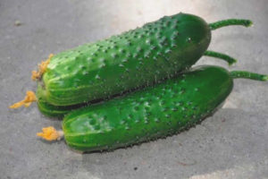 Cucumber Prestige F1