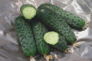 Cucumber Satina F1