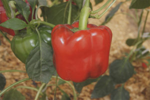 Pepper Aristoteles F1