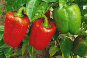 Goliat Pepper