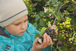 Is it possible for children aronia